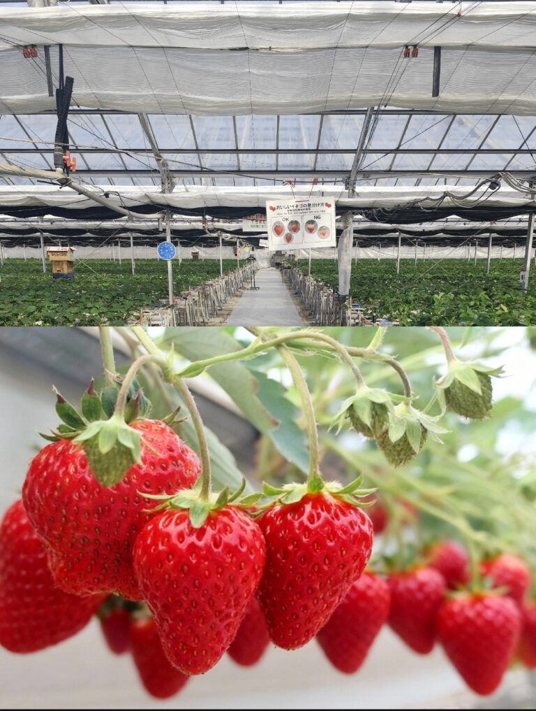 雪中いちご狩り