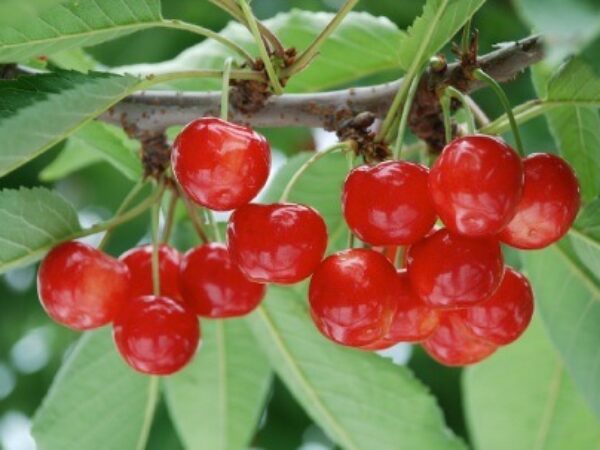 ep01_fruits_picking