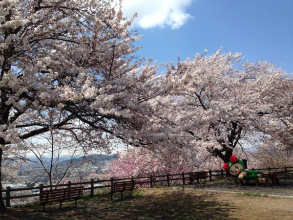 sakura_matsuri