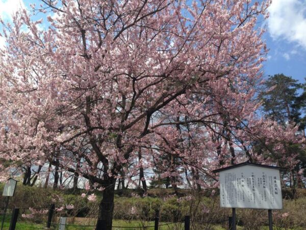 sakura_matsuri_02