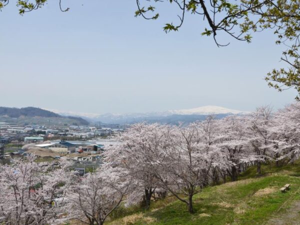 sakura_matsuri_03