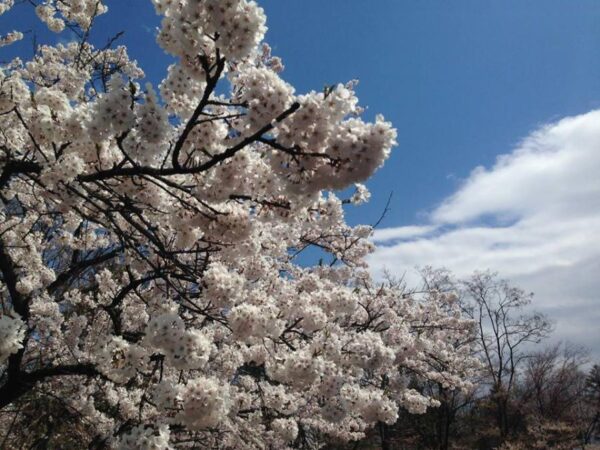 sakura_matsuri_04