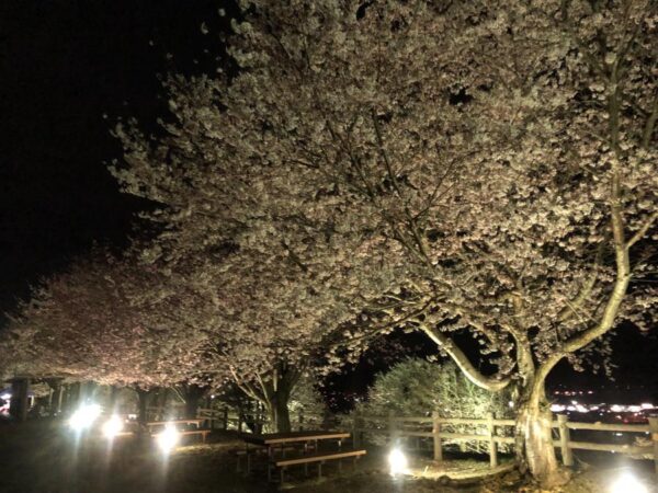 sakuranooka_03